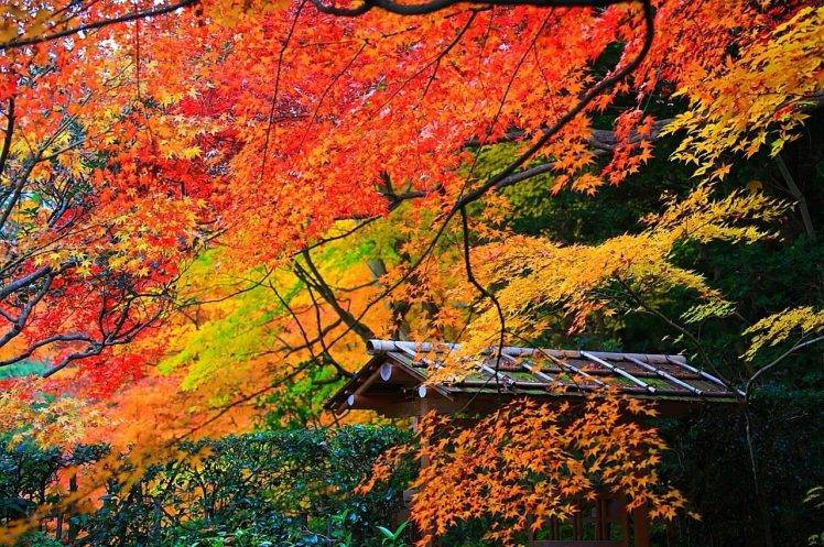 fall, Garden, Trees, Maple Leaves, Shrubs, Park, Nature, Landscape HD Wallpaper Desktop Background
