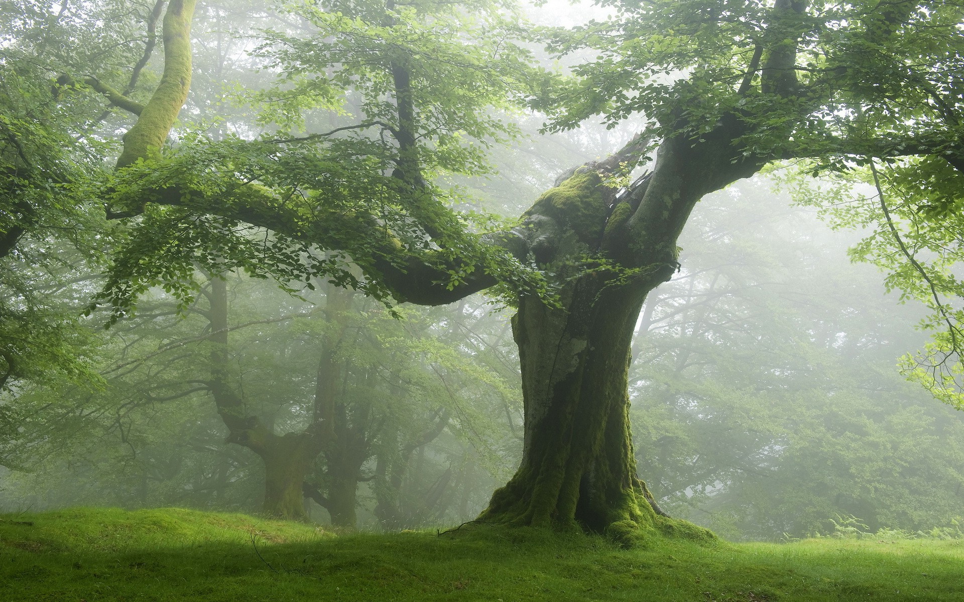 Nature Forest Trees Green Wallpapers HD Desktop And Mobile Backgrounds Nature Forest Trees Green Wallpapers HD Desktop And Mobile Backgrounds