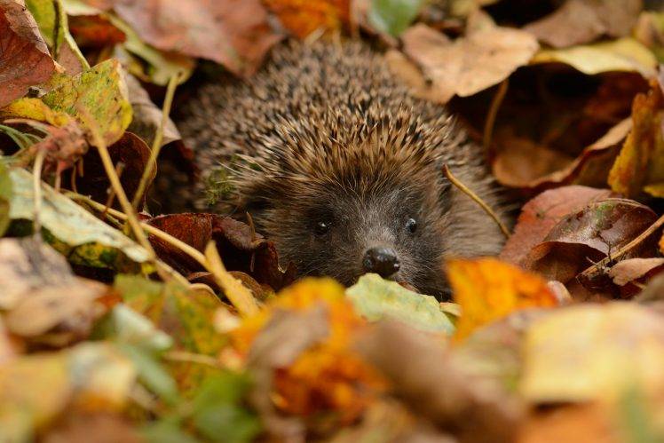 animals, Nature, Hedgehog, Leaves, Depth Of Field HD Wallpaper Desktop Background