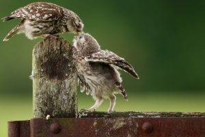 animals, Nature, Owl, Birds, Kissing