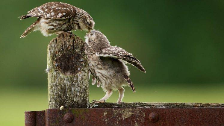 animals, Nature, Owl, Birds, Kissing HD Wallpaper Desktop Background
