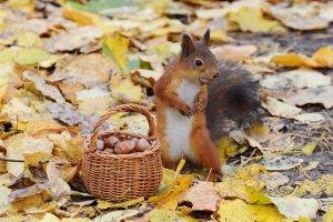 animals, Nature, Baskets, Acorns, Squirrel, Leaves