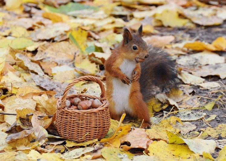 animals, Nature, Baskets, Acorns, Squirrel, Leaves HD Wallpaper Desktop Background