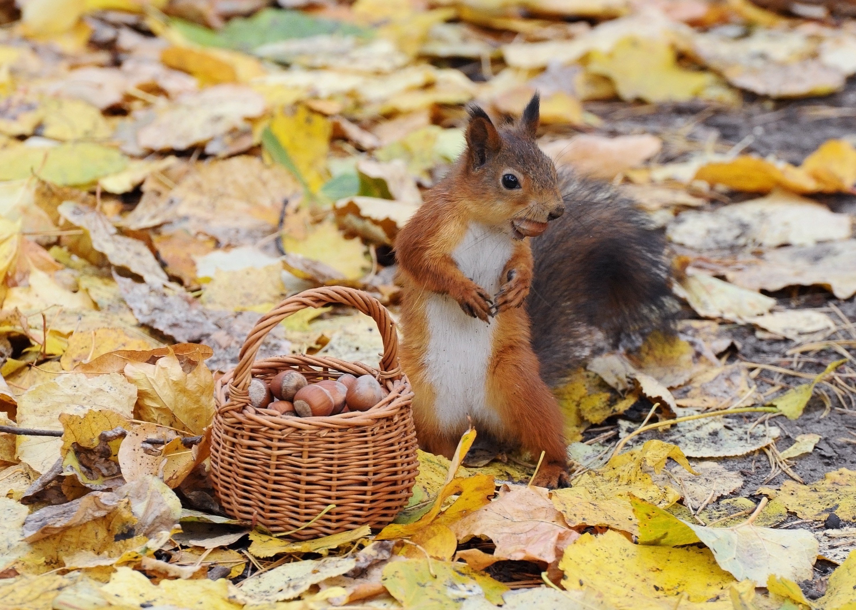 animals, Nature, Baskets, Acorns, Squirrel, Leaves Wallpaper