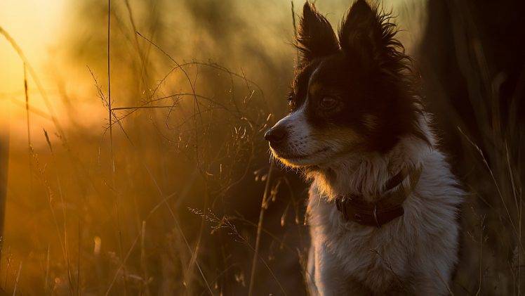 animals, Dog, Sunlight, Twigs HD Wallpaper Desktop Background