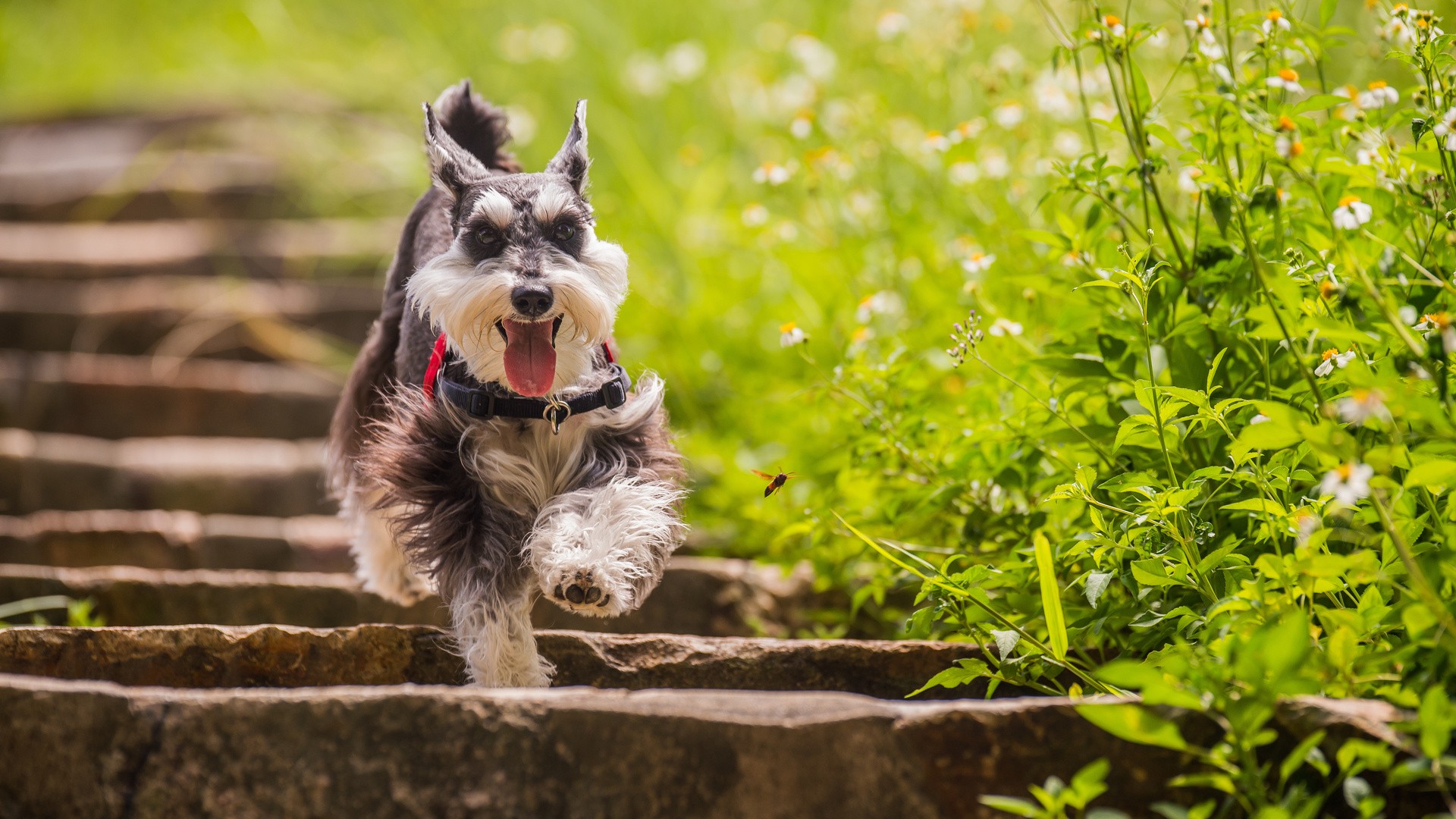 animals, Dog, Running, Depth Of Field, Stairs, Plants, Daisies Wallpaper