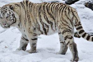 animals, White Tigers, Snow, White