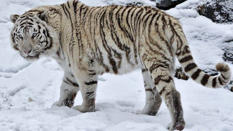 animals, White Tigers, Snow, White HD Wallpaper Desktop Background