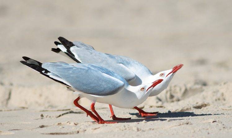 animals, Birds, Seagulls HD Wallpaper Desktop Background