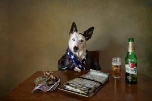 animals, Dog, Beer