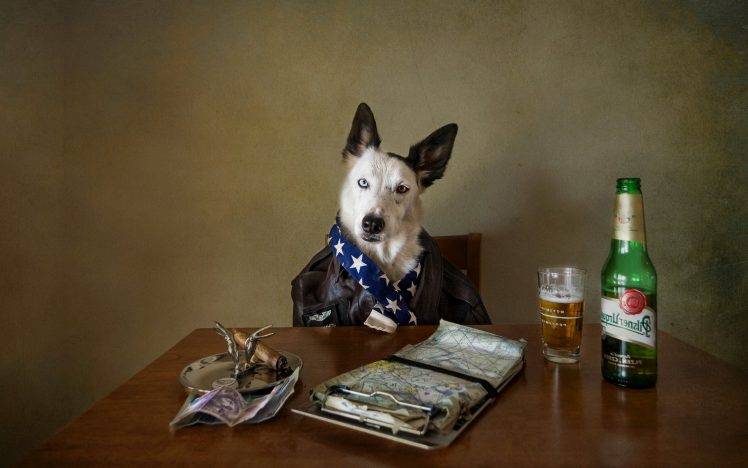 animals, Dog, Beer HD Wallpaper Desktop Background