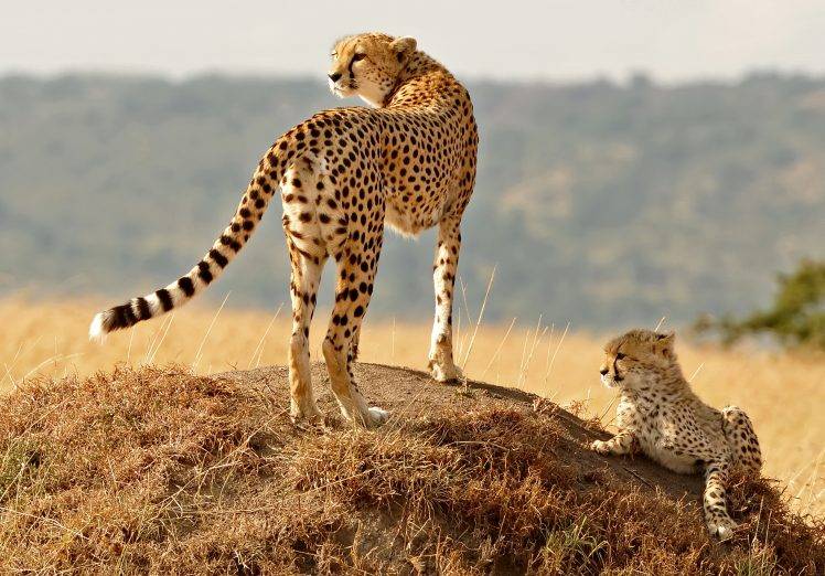 animals, Nature, Cheetahs, Baby Animals HD Wallpaper Desktop Background