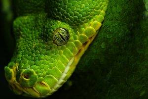animals, Nature, Wildlife, Snake, Reptile