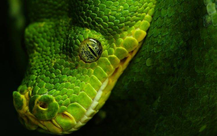 animals, Nature, Wildlife, Snake, Reptile HD Wallpaper Desktop Background