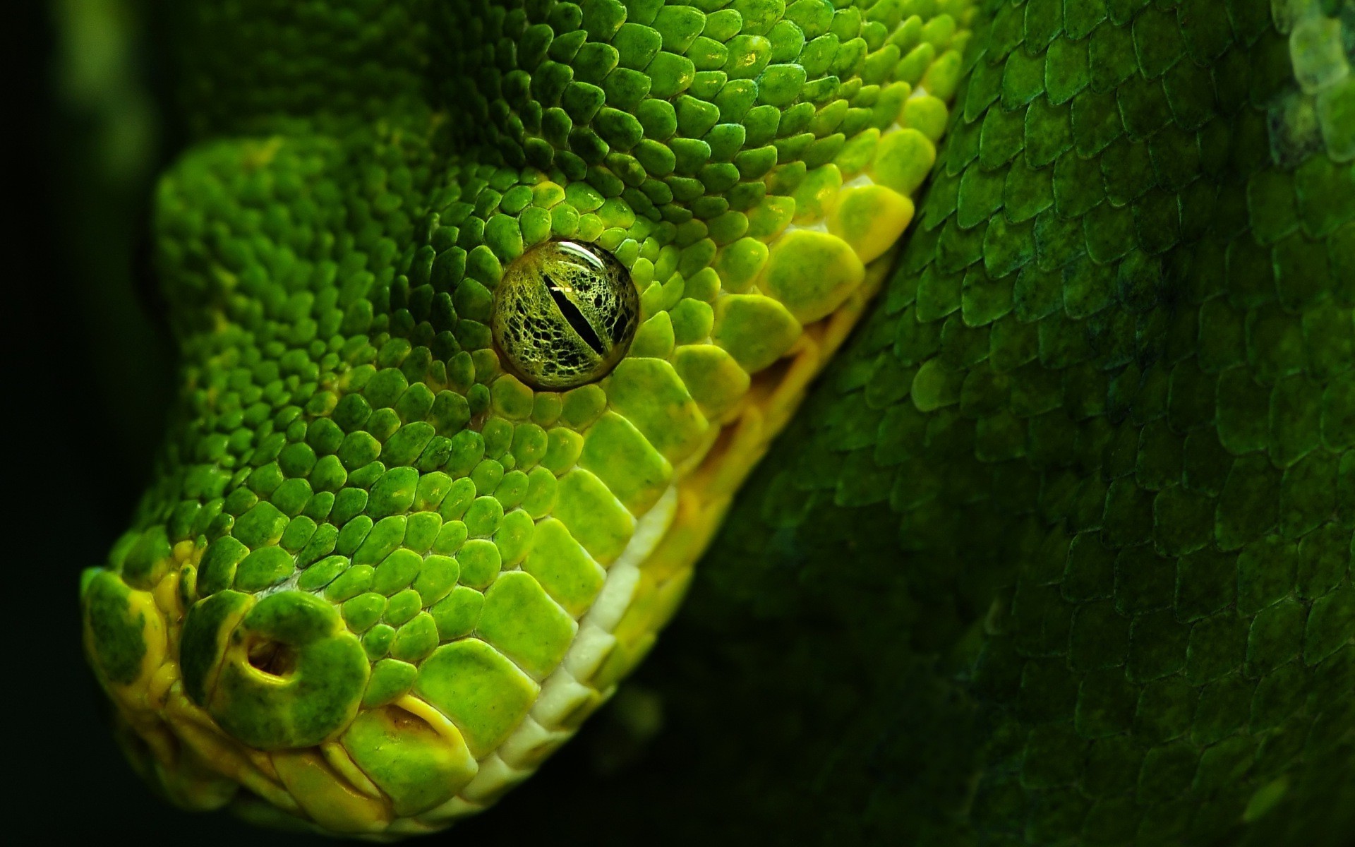 animals, Nature, Wildlife, Snake, Reptile Wallpaper