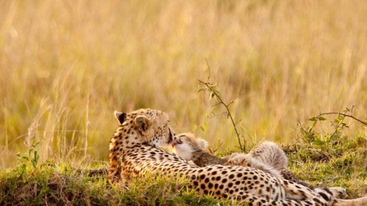 animals, Nature, Wildlife, Cheetahs, Baby Animals HD Wallpaper Desktop Background