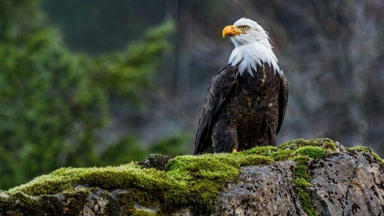 animals, Nature, Wildlife, Eagle, Birds, Moss, Bald Eagle HD Wallpaper Desktop Background