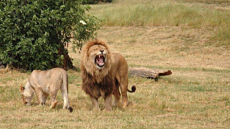 animals, Nature, Wildlife, Lion HD Wallpaper Desktop Background