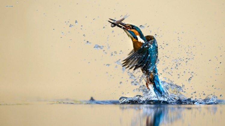 animals, Nature, Wildlife, Birds, Fishing, Kingfisher HD Wallpaper Desktop Background