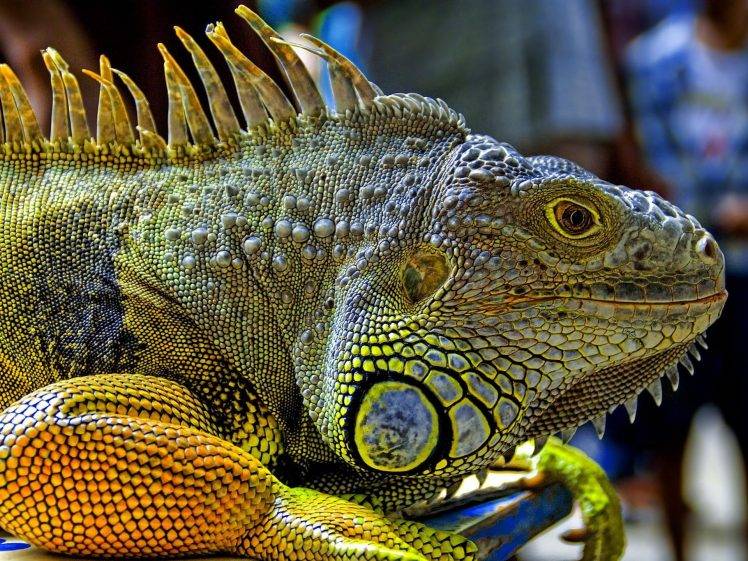 animals, Nature, Wildlife, Reptile, Iguana HD Wallpaper Desktop Background