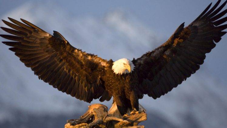 animals, Nature, Wildlife, Birds, Eagle, Bald Eagle HD Wallpaper Desktop Background