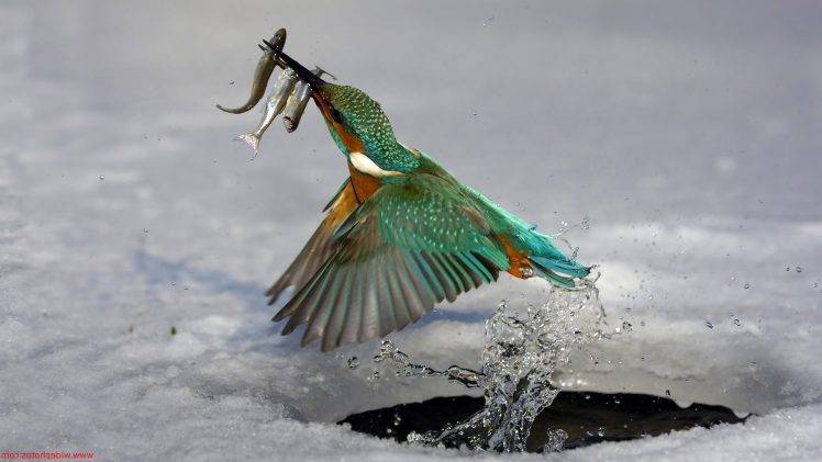 animals, Nature, Wildlife, Fishing, Birds, Kingfisher HD Wallpaper Desktop Background