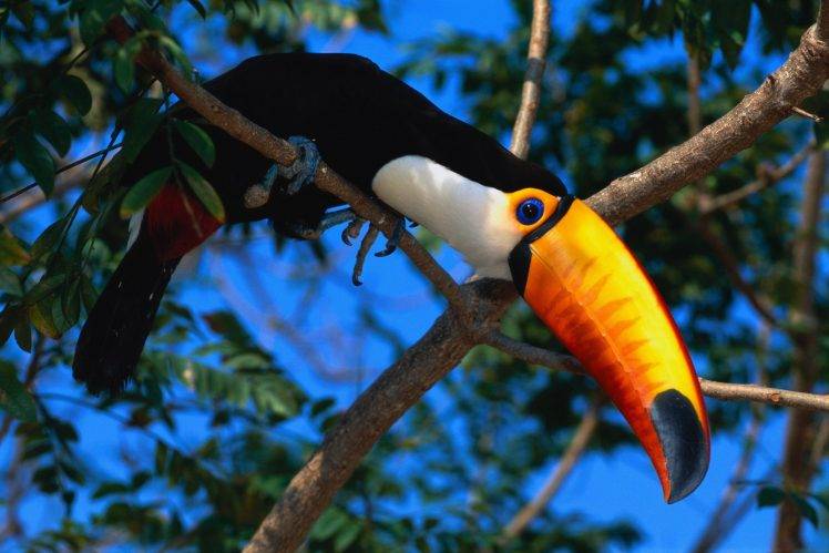 animals, Nature, Wildlife, Birds, Toucans HD Wallpaper Desktop Background