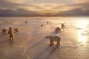 animals, Nature, Ice, Landscape, Polar Bears, Sunlight