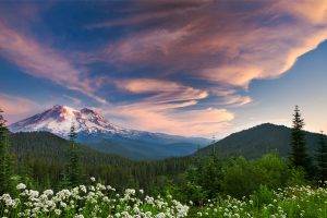 wildflowers, Forest, Mountain, Sunset, Clouds, Snowy Peak, Nature, Landscape