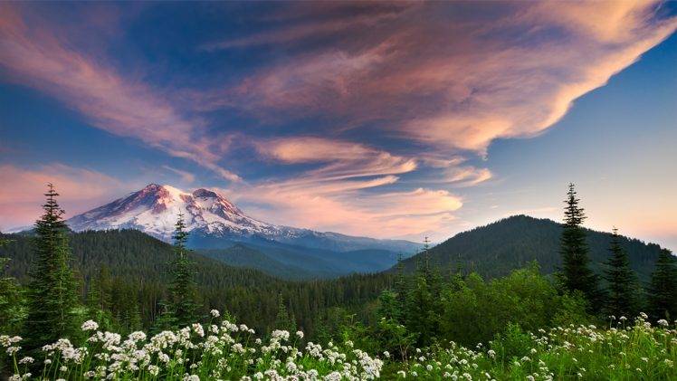 wildflowers, Forest, Mountain, Sunset, Clouds, Snowy Peak, Nature, Landscape HD Wallpaper Desktop Background