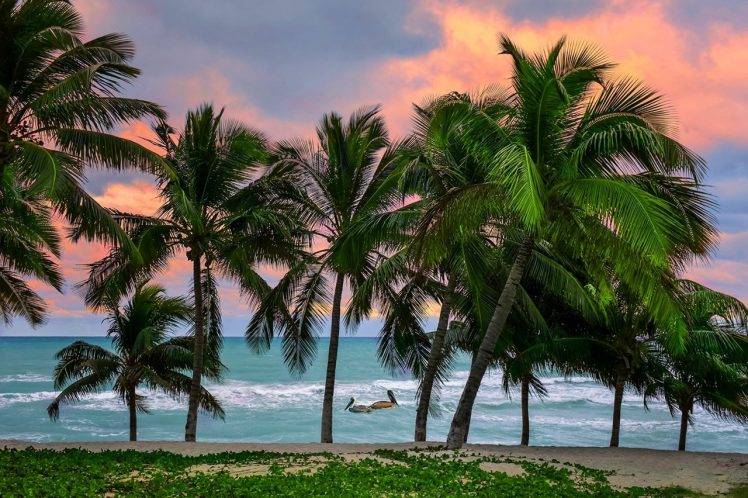 Caribbean, Tropical, Beach, Sunrise, Cuba, Sea, Island, Pelicans, Palm Trees, Sand, Nature, Landscape HD Wallpaper Desktop Background