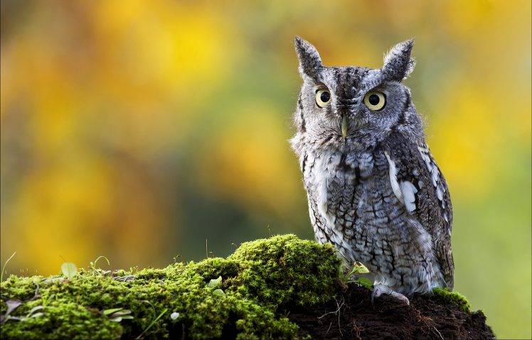 animals, Owl, Birds, Moss HD Wallpaper Desktop Background