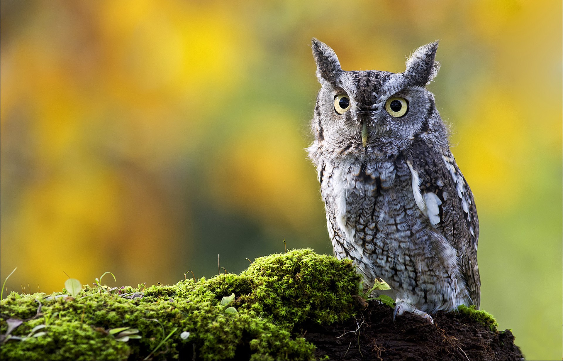 animals, Owl, Birds, Moss Wallpaper