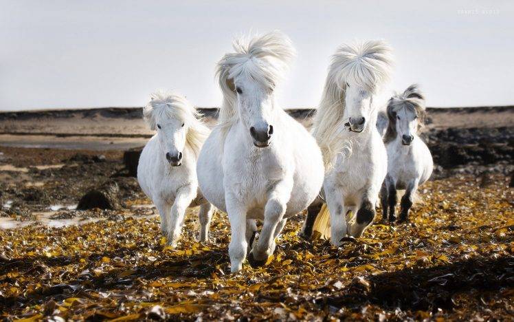 animals, Nature, Horse HD Wallpaper Desktop Background
