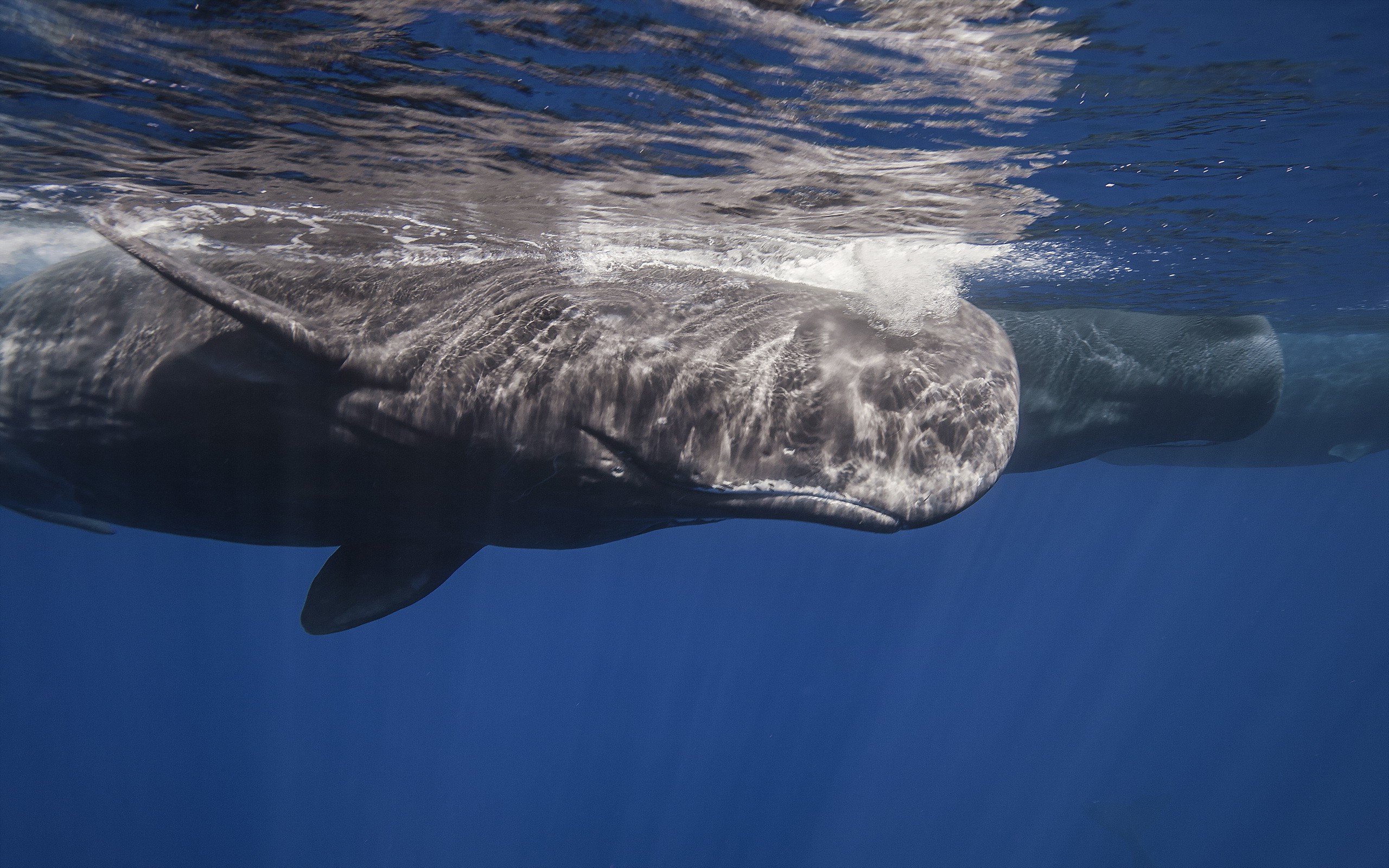 animals, Nature Wallpaper