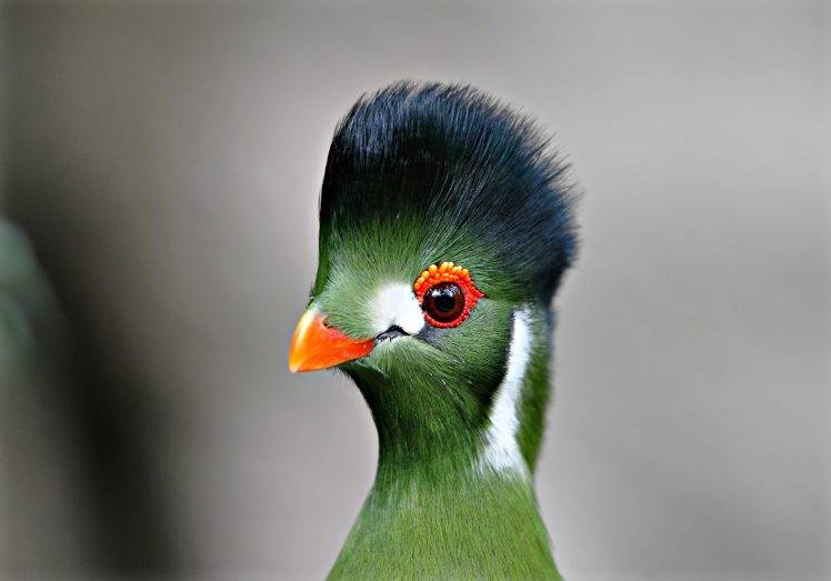 animals, Birds, Turaco HD Wallpaper Desktop Background