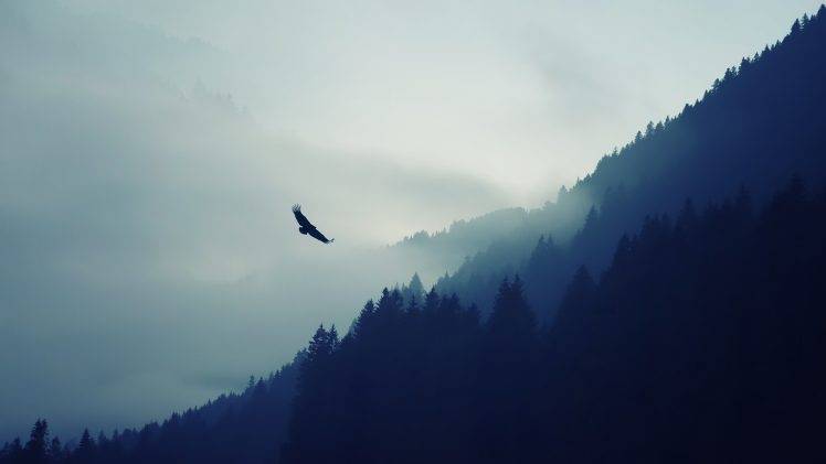 nature, Eagle, Mist, Forest, Natural Lighting, Trees HD Wallpaper Desktop Background