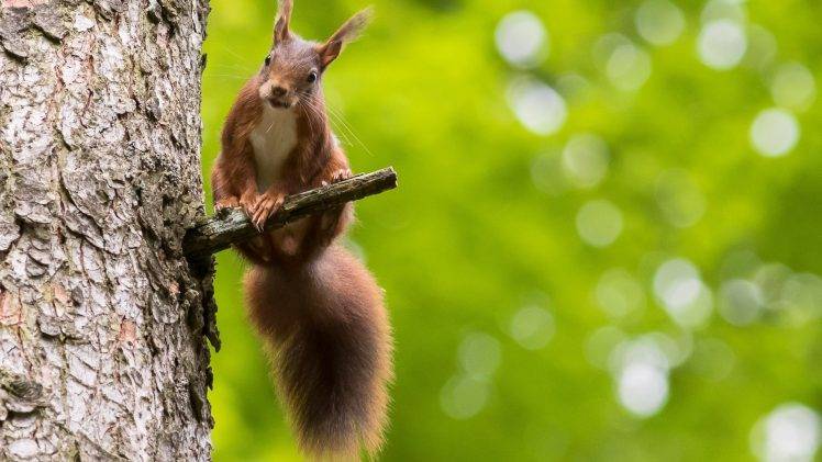 animals, Nature, Squirrel, Bokeh HD Wallpaper Desktop Background