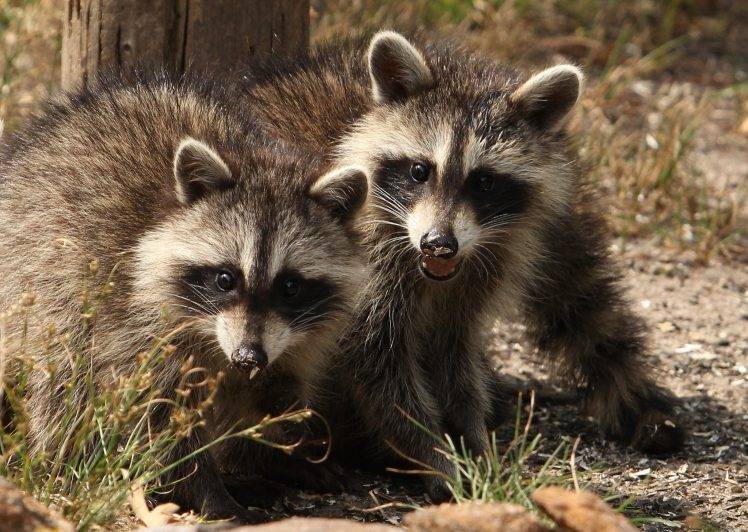 animals, Nature, Raccoons HD Wallpaper Desktop Background