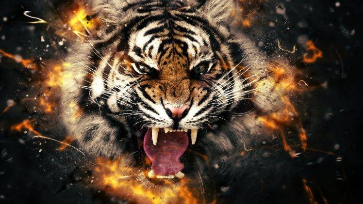 animals, Tiger, Face HD Wallpaper Desktop Background