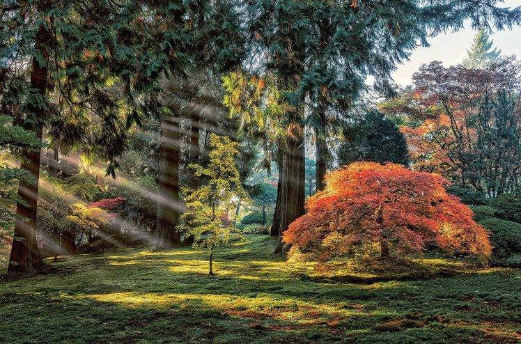 garden, Trees, Maple Leaves, Sun Rays, Park, Morning, Grass, Nature, Landscape HD Wallpaper Desktop Background