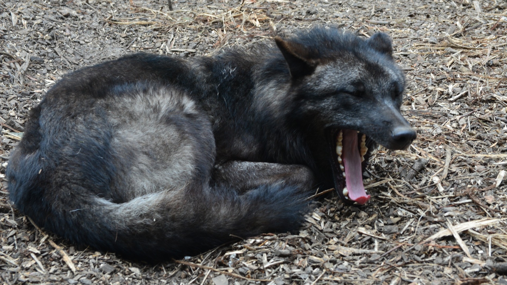 animals, Wolf Wallpaper