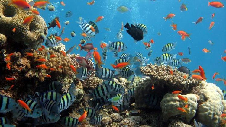 landscape, Nature, Fish, Coral, Sea HD Wallpaper Desktop Background