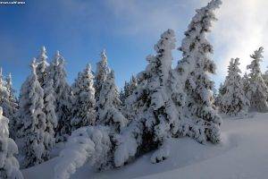nature, Landscape, Ice, Pine Trees, Trees, Winter