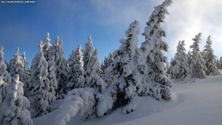 nature, Landscape, Ice, Pine Trees, Trees, Winter HD Wallpaper Desktop Background