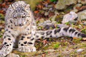 nature, Landscape, Animals, Snow Leopards