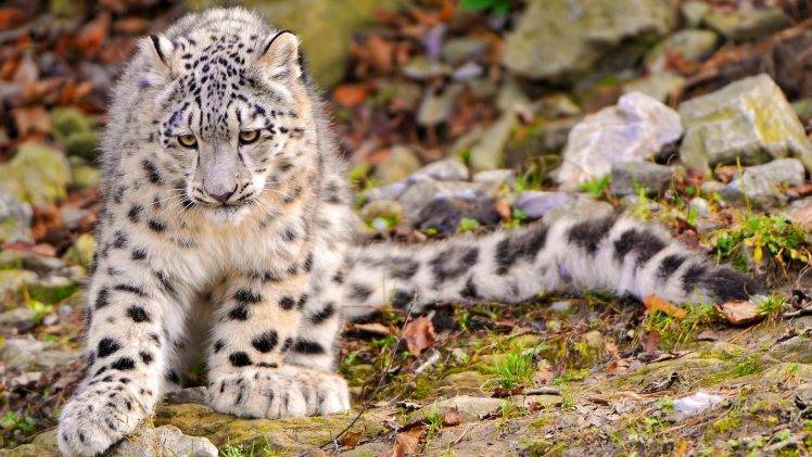 nature, Landscape, Animals, Snow Leopards HD Wallpaper Desktop Background