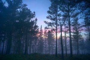 mist, Forest, Sunrise, Trees, Shrubs, Nature, Blue, Landscape