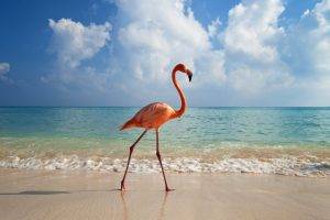 animals, Sea, Waves, Flamingos, Beach, Birds