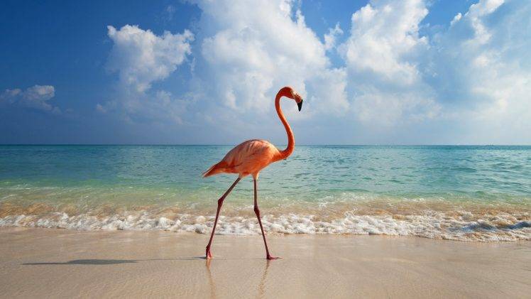 animals, Sea, Waves, Flamingos, Beach, Birds HD Wallpaper Desktop Background